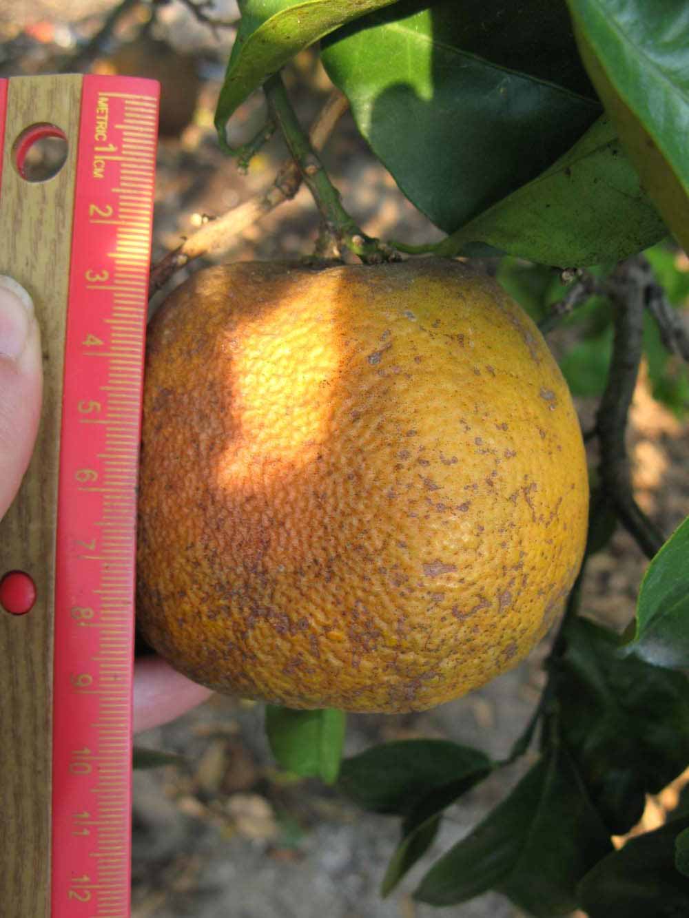              Fruit (Bouquet de Fleurs, Winter Haven, FL)       